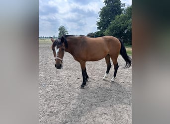 Swedish Warmblood, Mare, 11 years, 16,2 hh, Brown