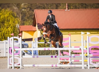 Swedish Warmblood, Mare, 11 years, 17 hh, Bay-Dark