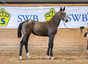 Swedish Warmblood, Mare, 1 year, 16.2 hh, Roan-Bay