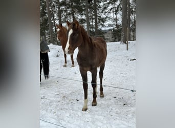 Swedish Warmblood, Mare, 1 year, 16 hh, Sorrel