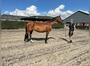 Swedish Warmblood, Mare, 20 years, 16.1 hh, Bay-Dark