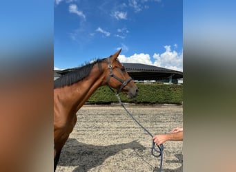 Swedish Warmblood, Mare, 20 years, 16,1 hh, Bay-Dark