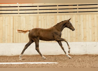 Swedish Warmblood, Mare, 2 years, 16 hh, Chestnut