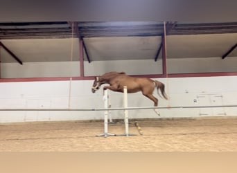 Swedish Warmblood, Mare, 2 years, 17,1 hh, Sorrel