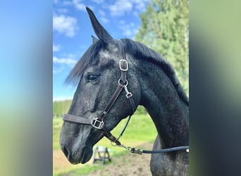 Swedish Warmblood Mix, Mare, 3 years, 16,1 hh, White