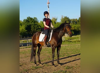 Swedish Warmblood Mix, Mare, 5 years, 15.1 hh, Bay-Dark