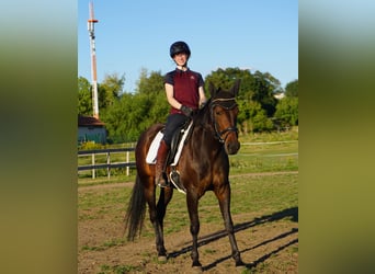Swedish Warmblood Mix, Mare, 5 years, 15.1 hh, Bay-Dark