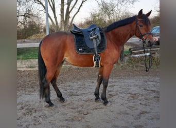 Swedish Warmblood Mix, Mare, 5 years, 15.1 hh, Brown