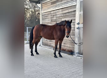 Swedish Warmblood Mix, Mare, 5 years, 15.1 hh, Brown