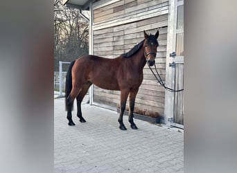 Swedish Warmblood Mix, Mare, 5 years, 15.1 hh, Brown