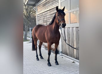 Swedish Warmblood Mix, Mare, 5 years, 15.1 hh, Brown