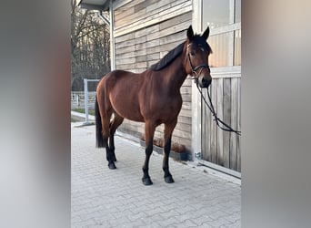 Swedish Warmblood Mix, Mare, 5 years, 15.1 hh, Brown