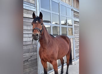 Swedish Warmblood Mix, Mare, 5 years, 15,1 hh, Brown