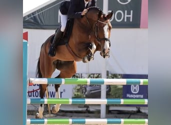 Swedish Warmblood, Mare, 5 years, 16,1 hh