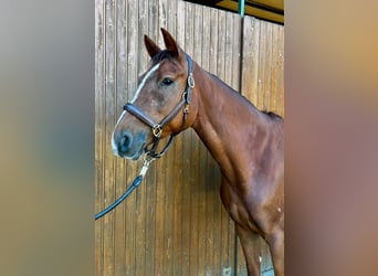 Swedish Warmblood, Mare, 5 years, 16.2 hh, Chestnut