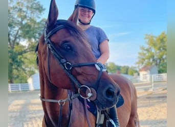 Swedish Warmblood, Mare, 6 years, 15.1 hh, Bay