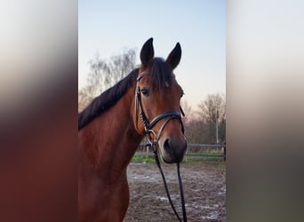Swedish Warmblood Mix, Mare, 6 years, 15.1 hh, Brown