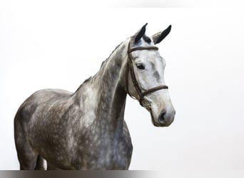 Swedish Warmblood, Mare, 6 years, 16,3 hh, Grullo