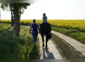 Swedish Warmblood Mix, Mare, 8 years, 15,1 hh, Black