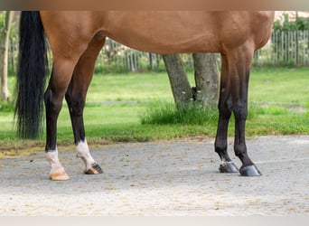 Swedish Warmblood, Mare, 8 years, 16.1 hh, Brown