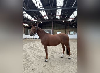 Swedish Warmblood, Mare, 8 years, 16.1 hh, Chestnut