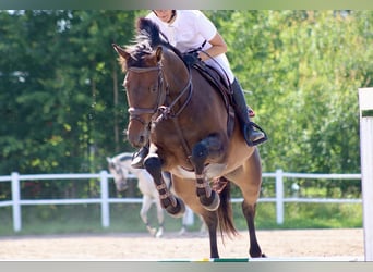 Swedish Warmblood, Mare, 9 years, 16 hh, Bay-Dark