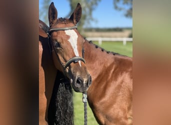 Swedish Warmblood, Mare, Foal (05/2024), 16 hh, Brown