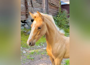 Swedish Warmblood, Mare, Foal (06/2024), 16 hh, Palomino