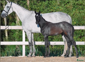 Swedish Warmblood, Mare, Foal (05/2025), 16,2 hh, White