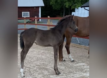 Swedish Warmblood, Mare, Foal (05/2025), 17 hh, Black