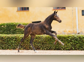 Swedish Warmblood, Mare, Foal (05/2026), Bay-Dark