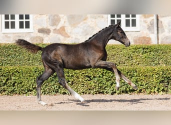 Swedish Warmblood, Mare, Foal (05/2026), Bay-Dark