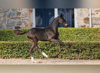 Swedish Warmblood, Mare, Foal (05/2026), Bay-Dark