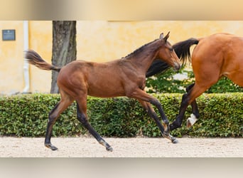 Swedish Warmblood, Mare, Foal (04/2026), Bay-Dark