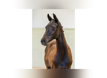 Swedish Warmblood, Mare, Foal (04/2025), Bay