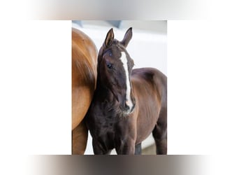 Swedish Warmblood, Mare, Foal (05/2025), Bay