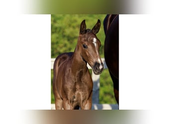 Swedish Warmblood, Mare, Foal (06/2025), Black