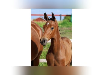 Swedish Warmblood, Mare, Foal (05/2025), Brown