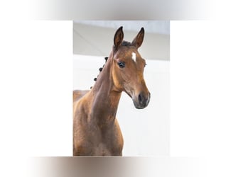 Swedish Warmblood, Mare, Foal (05/2025), Brown