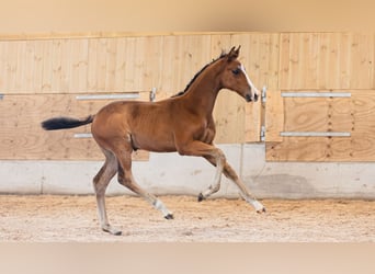 Swedish Warmblood, Mare, Foal (05/2026), Brown