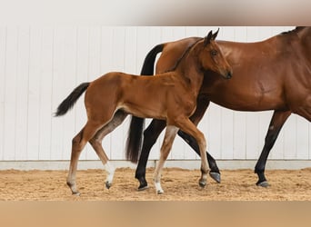 Swedish Warmblood, Mare, Foal (06/2026), Brown