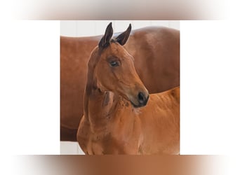 Swedish Warmblood, Mare, Foal (06/2026), Brown