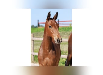 Swedish Warmblood, Mare, Foal (05/2025), Brown