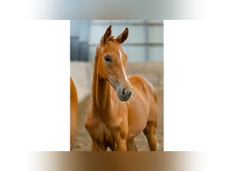Swedish Warmblood, Mare, Foal (04/2025), Chestnut