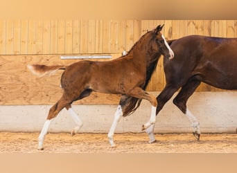 Swedish Warmblood, Mare, Foal (05/2026), Chestnut-Red