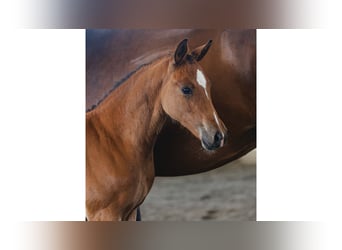 Swedish Warmblood, Mare, Foal (06/2026), Chestnut-Red