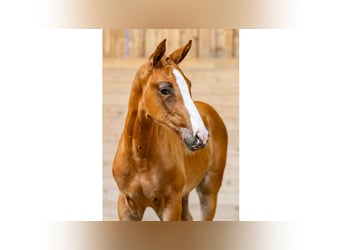 Swedish Warmblood, Mare, Foal (06/2025), Chestnut