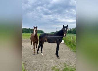 Swedish Warmblood, Stallion, 1 year, 16,2 hh, Bay-Dark