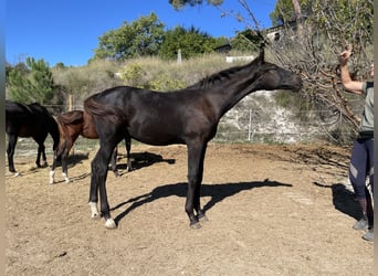 Swedish Warmblood, Stallion, 1 year, 17 hh, Bay-Dark