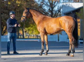 Swedish Warmblood, Stallion, 2 years, 15,2 hh, Brown